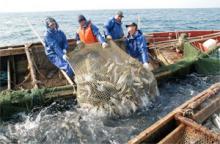 Половину рыбы в Черном и Азовском морях выловили рыбаки Крыма Половину рыбы в Черном и Азовском морях выловили рыбаки Крыма