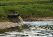 «Новгородский бекон» заплатит за ущерб, нанесенный водным биоресурсам