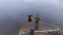 Около 2 млн личинок щуки выпустили в водоёмы Псковской области