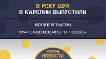 В реку Шуя в Карелии выпустили более 8 тысяч мальков озерного лосося