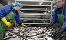 Рыбоводные заводы Северо-Запада требуют реконструкции - Росрыболовство Рыбоводные заводы Северо-Запада требуют реконструкции - Росрыболовство