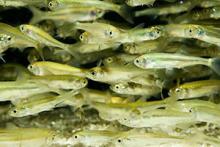 Власти Петербурга выпустили в Финский залив 10 тысяч мальков балтийского сига Власти Петербурга выпустили в Финский залив 10 тысяч мальков балтийского сига