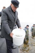 Полтавченко выпустил в залив 10 тысяч мальков балтийского сига Полтавченко выпустил в залив 10 тысяч мальков балтийского сига