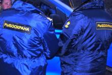 В Новгородской области инспекторы рыбнадзора изъяли почти тонну свежей рыбы, провозимой без документов В Новгородской области инспекторы рыбнадзора изъяли почти тонну свежей рыбы, провозимой без документов