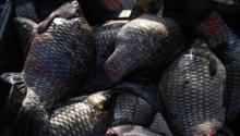 Иранские компании получили 18 разрешений на поставку рыбной продукции в Россию Иранские компании получили 18 разрешений на поставку рыбной продукции в Россию