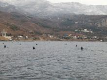 В Крыму появится несколько мидийно-устричных ферм В Крыму появится несколько мидийно-устричных ферм