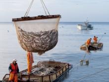 Наши рыбаки увеличили вылов в зарубежных водах Наши рыбаки увеличили вылов в зарубежных водах