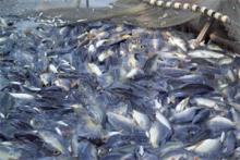 Российские рыбаки к 15 сентября добыли 3,2 млн тонн водных биоресурсов