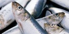 Роспотребнадзор приостановил ввоз партии рыбы c Сейшельских островов
