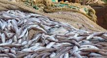 Ученые разошлись во мнениях о запасах окуня-клювача